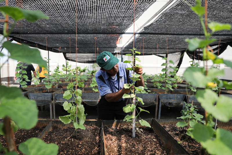 Kebun Pangan Mandiri